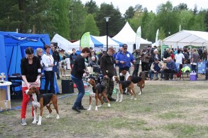 Harewood House Dog Show 