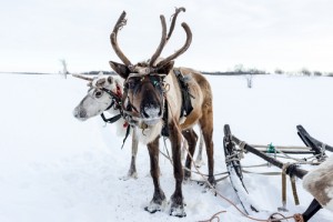 Leeds reindeer trail